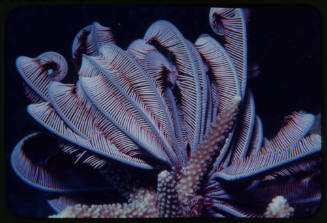 Crinoid (feather star)