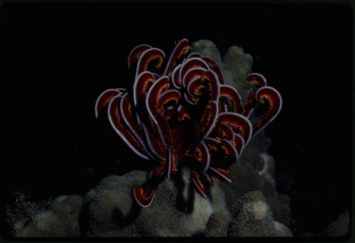 Crinoid (feather star)