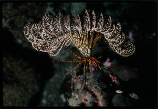 Crinoid (feather star)