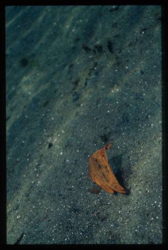 Juvenile orbicular batfish (Platax orbicularis)