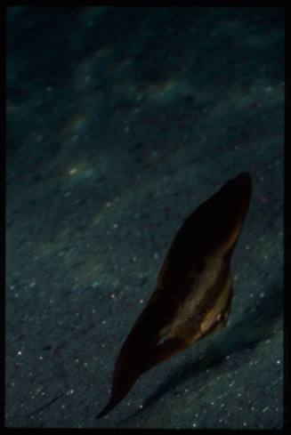 Juvenile batfish