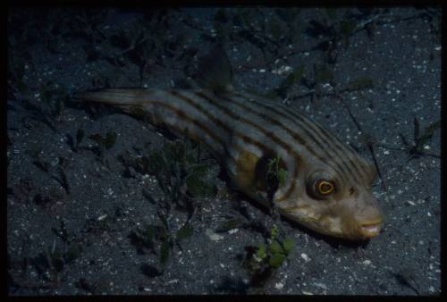 Narrow-lined puffer (Arothron manilensis)