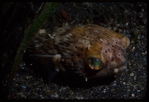 Long-spine porcupinefish (Diodon holocanthus)