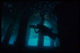 Scuba diver swimming under a wharf filming schools of fish