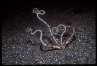 Brittle star