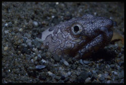 Clown snake eel (Ophichthus bonaparti)