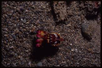 Flamboyant cuttlefish