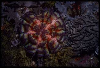 Sea Urchin