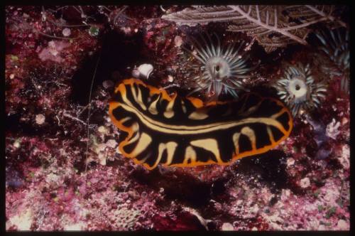 Flatworm