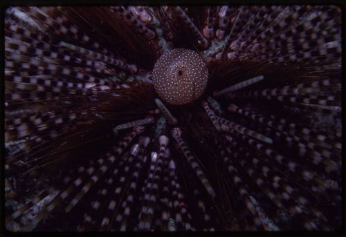 Sea Urchin