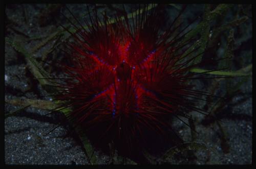 Sea Urchin