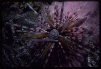 Sea Urchin