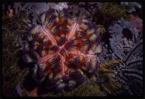 Sea Urchin