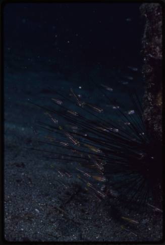 Small fish swimming around urchin spines