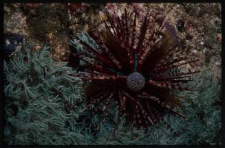 Sea Urchin