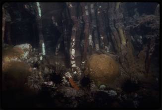 A herd of long spined sea urchins