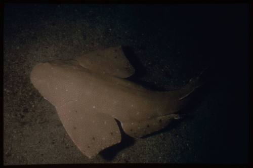 Australian Angel Shark