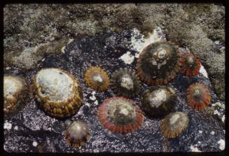 Limpets (Cellana tramoserica)