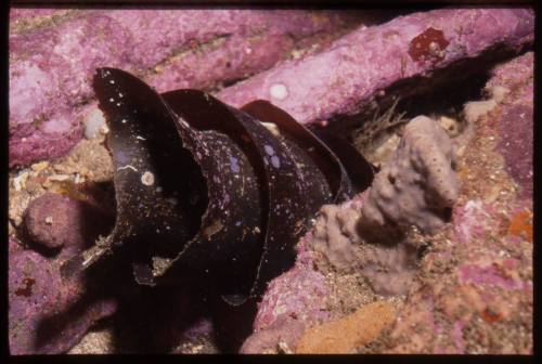 Port Jackson Shark egg