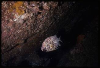 Australian pineapplefish (Cleidopus gloriamaris)