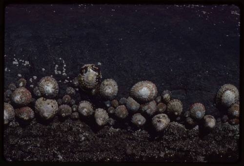 Limpets