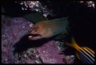 Green Moray eel (Gymnothorax prasinus)