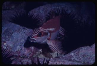 Red morwong (Cheilodactylus fuscus) with sea urchins