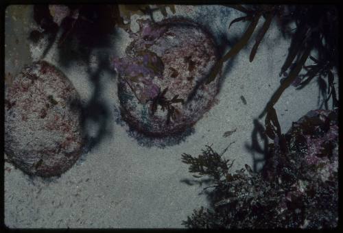 Two abalones on a sandy seabed