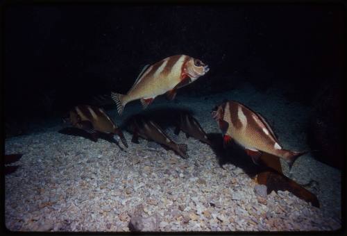 Painted morwong (Cheilodactylus ephippium)