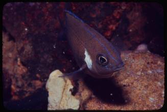 Gregory fish (Stegastes sp.)