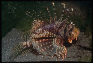 Lionfish