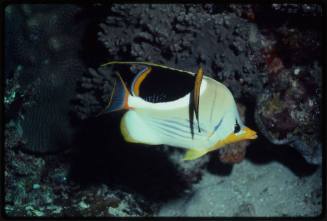 Saddle butterflyfish (Chaetodon ephippium)