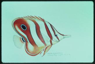 Artwork of a butterflyfish