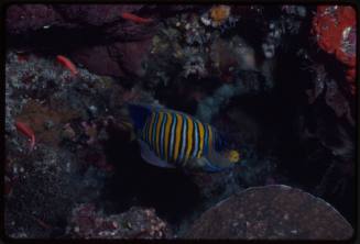 Royal angelfish (Pygoplites diacanthus)