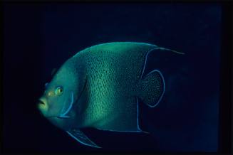 Semicircle angelfish (Pomacanthus semicirculatus)