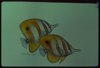 Artwork of a pair of butterflyfish