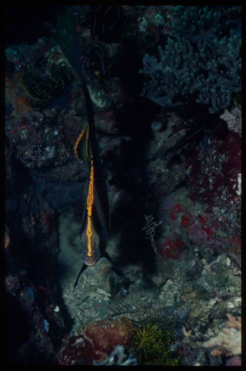 Juvenile dusky batfish (Platax pinnatus)