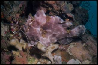 Frogfish with cleaner shrimp