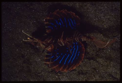 Gurnard lionfish (Parapterois heterura)