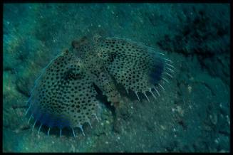 Oriental flying gurnard (Flying gurnard (Dactyloptena orientalis)