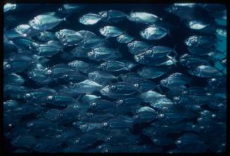 Schooling fish under a jetty