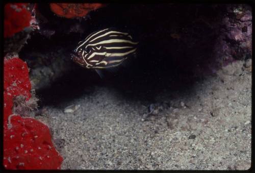 Six-lined soapfish (Grammistes sexlineatus)