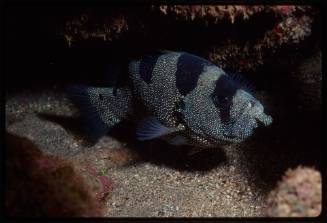 Spotted soapfish (Pogonoperca punctata)