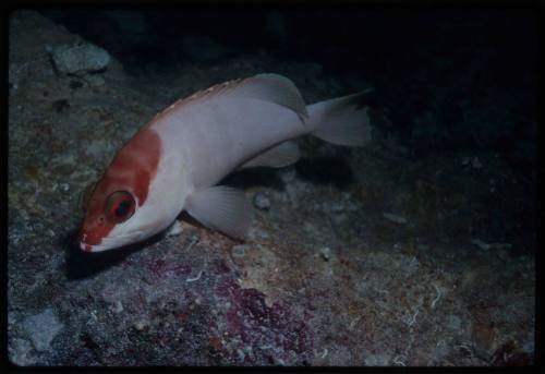 Black tip grouper (Epinephelus fasciatus)