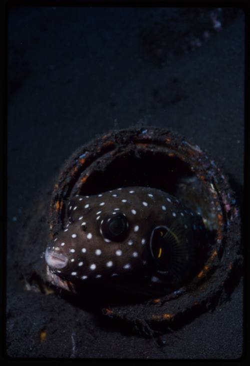 White-spotted puffer fish (Arothron hispidus)