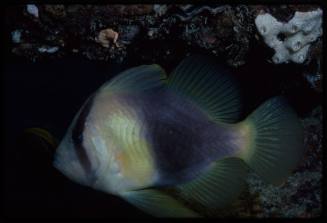 Barred soapfish (Diplorion bifasciatum)