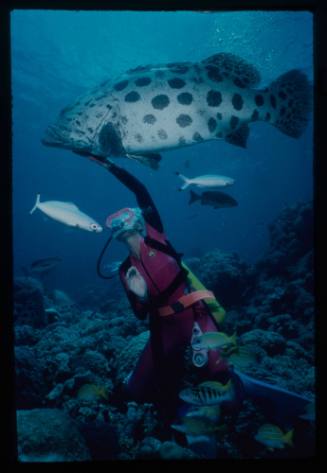 Valerie Taylor reaching up to touch a potato cod swimming above her