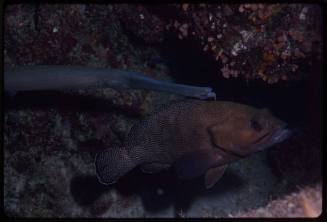 Trumpetfish and grouper