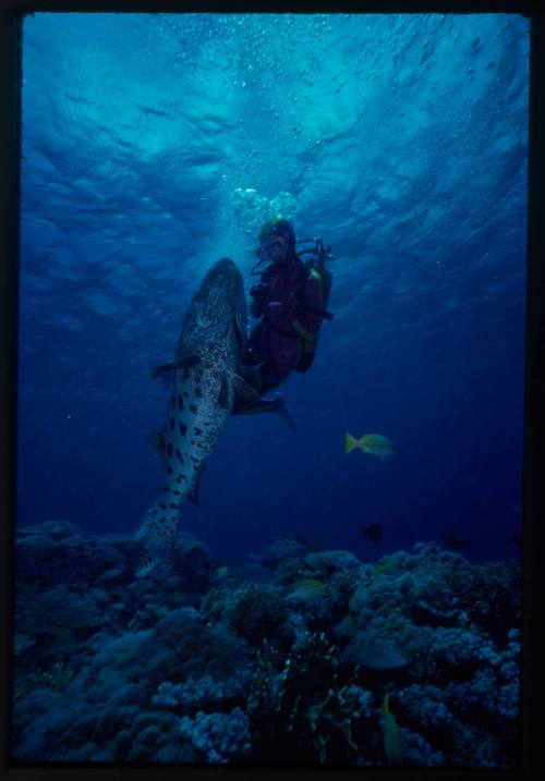 Diver with a potato cod