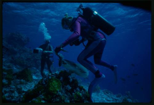 Underwater shot at reef bed of Valerie Taylor scubadiving feeding a Whitetip Reef Shark with Ron Taylor scuba diving holding camera in background